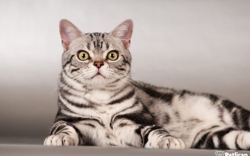 Amerikan Shorthair Kedi Irkı Özellikleri, Karakteri, Bakımı ve Beslenmesi